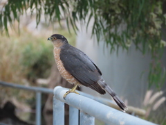 Accipiter cooperii