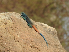 Acanthocercus adramitanus