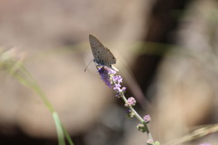 Lepidochrysops patricia