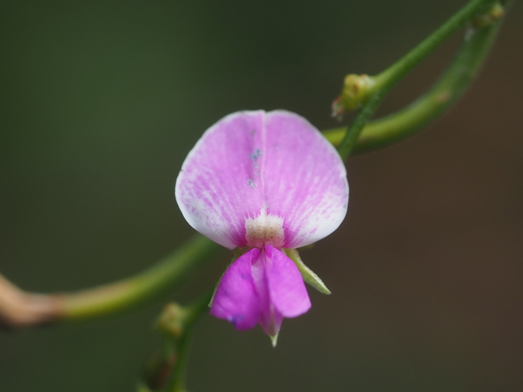slender-flowered milkpea