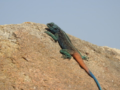Acanthocercus adramitanus