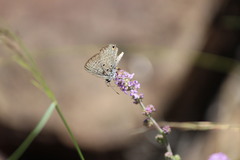 Lepidochrysops patricia