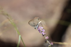 Lepidochrysops patricia