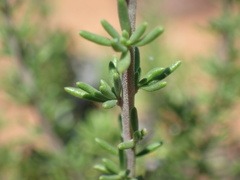 Selago albida
