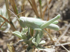 Hypochlora alba