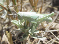 Hypochlora alba