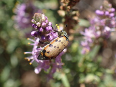 Hycleus transvaalicus