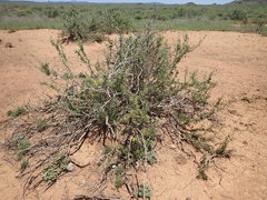 Roepera lichtensteiniana