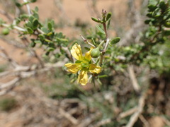 Roepera lichtensteiniana