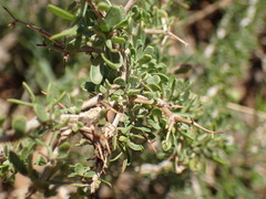 Roepera lichtensteiniana