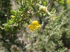 Roepera lichtensteiniana