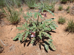 Sesamum triphyllum