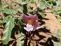 Sesamum triphyllum