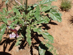 Sesamum triphyllum