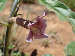 Sesamum triphyllum