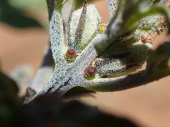 Sesamum triphyllum