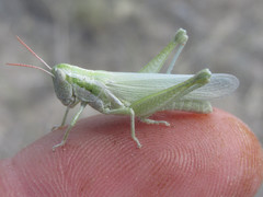 Hypochlora alba