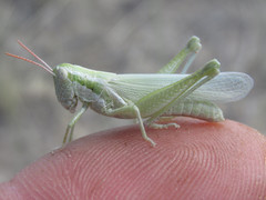 Hypochlora alba
