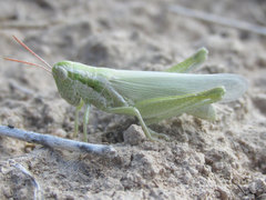 Hypochlora alba