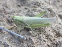Hypochlora alba