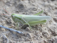 Hypochlora alba