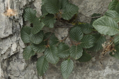 Rhamnus microcarpa
