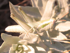 Hypochlora alba