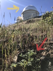 Lomatium observatorium