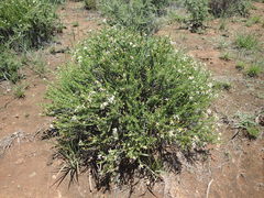 Phymaspermum parvifolium