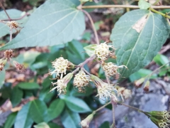 Koanophyllon longifolium