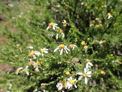 Phymaspermum parvifolium