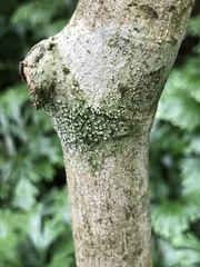 Trypethelium eluteriae