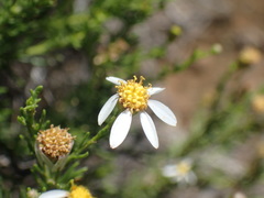 Phymaspermum parvifolium