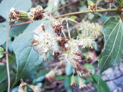 Koanophyllon longifolium