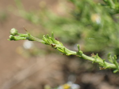Phymaspermum parvifolium