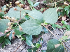 Koanophyllon longifolium