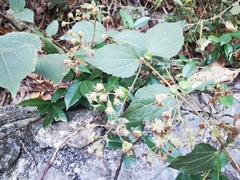 Koanophyllon longifolium