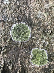 Trypethelium eluteriae