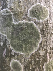 Trypethelium eluteriae