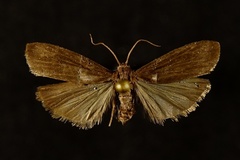 Crambidia uniformis
