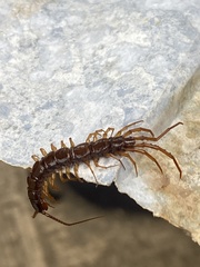 Lithobius