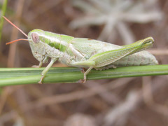 Hypochlora alba