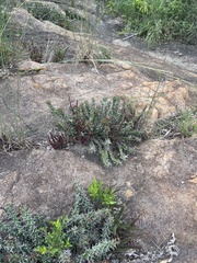 Euphorbia vandermerwei