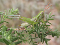 Hypochlora alba