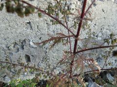 Artemisia annua
