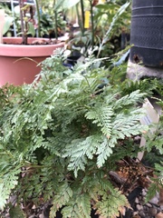 Davallia mariesii