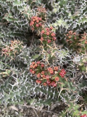 Euphorbia vandermerwei