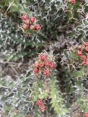 Euphorbia vandermerwei