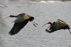 Plegadis chihi