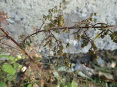 Artemisia annua